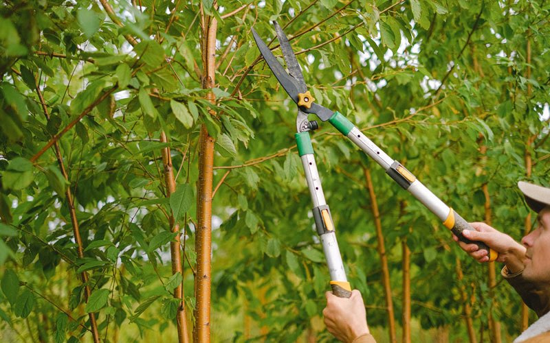 Tree trimming in Walker, WV